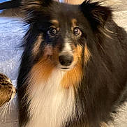 Tesse participe au concours pour gagner de l'argent avec cette photo : dog, cat, pet, indoor, fluffy, shetland_sheepdog, tabby_cat, curious, fur, animal, companion, cozy, face, looking, cute, mammal, household, domestic, portrait, closeup