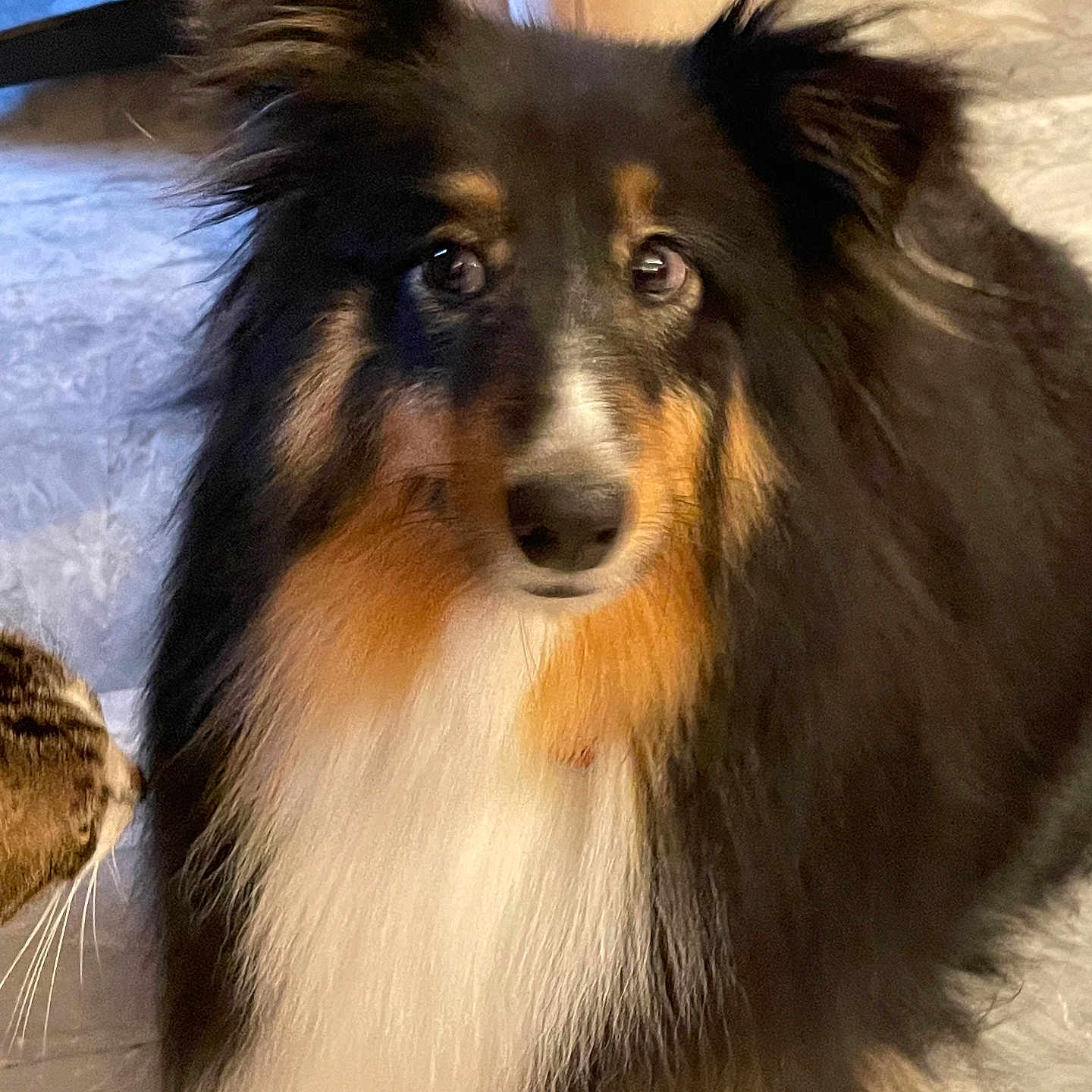 Tesse participe au concours pour gagner de l'argent avec cette photo : dog, cat, pet, indoor, fluffy, shetland_sheepdog, tabby_cat, curious, fur, animal, companion, cozy, face, looking, cute, mammal, household, domestic, portrait, closeup