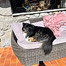 black_and_tan_dog, cushions, dog, driftwood, flower_arrangement, fluffy, home_decor, long_hair, lying_down, outdoor, patio, pink_blanket, relaxed, small_dog, sofa, stone_wall, sunlight, terracotta_tiles, wicker_furniture, window