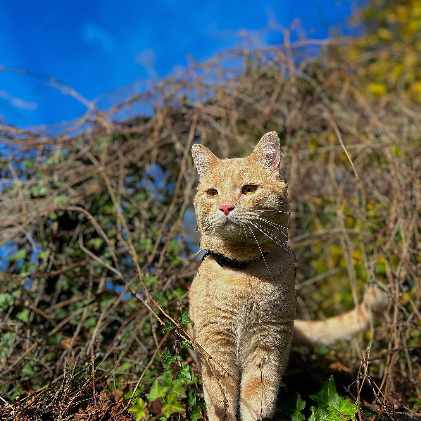 Urus participe au concours pour gagner de l'argent avec cette photo : abyssinian, angora, animal, cat, countryside, field, grass, grassland, herbs, ivy, kitten, manx, nature, outdoors, pet, plant, reed, soil, straw