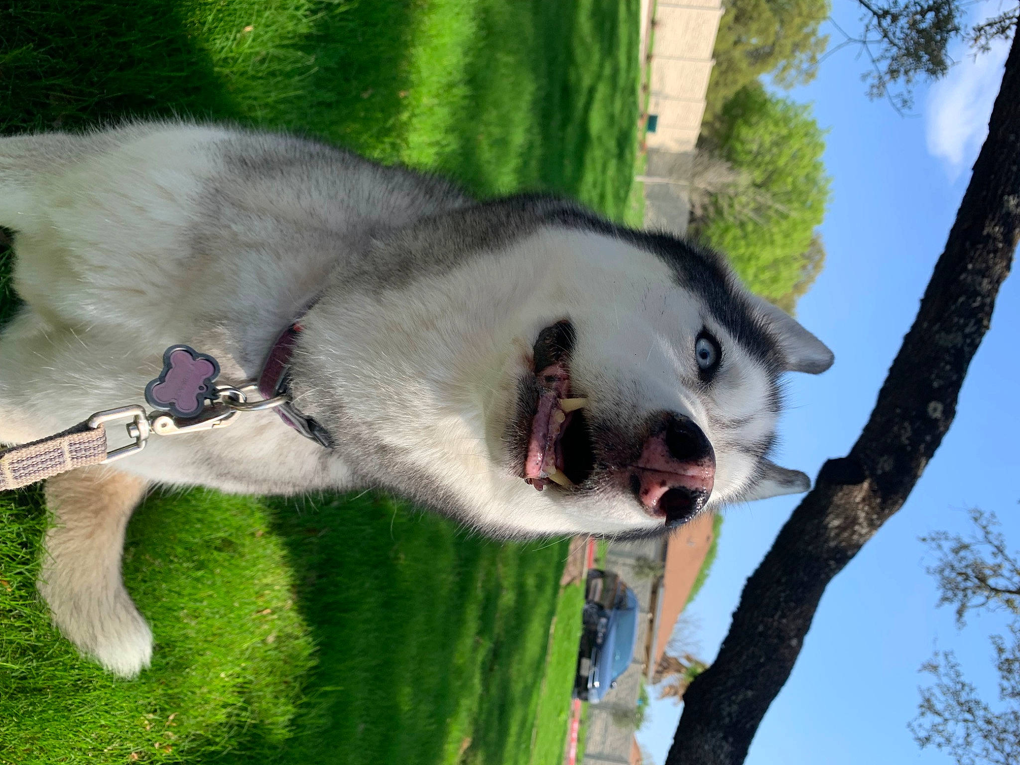Bella joined the competition — help win amazing prizes! ancient_dog_breeds, canidae, carnivore, cloud, collar, companion_dog, dog, dog_breed, fang, fur, grass, jaw, plant, sky, snout, sporting_group, terrestrial_animal, tree, wildlife, working_animal