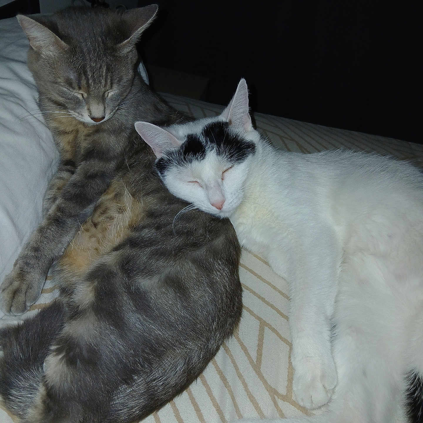 Claudine Lavergne participe au concours pour gagner de l'argent avec cette photo : animal, bed, black_patches, blanket, cat, cats, closeup, cozy, cuddling, domestic_animals, fur, gray_cat, indoor, lamp, peaceful, pets, resting, sleeping, striped, white_cat