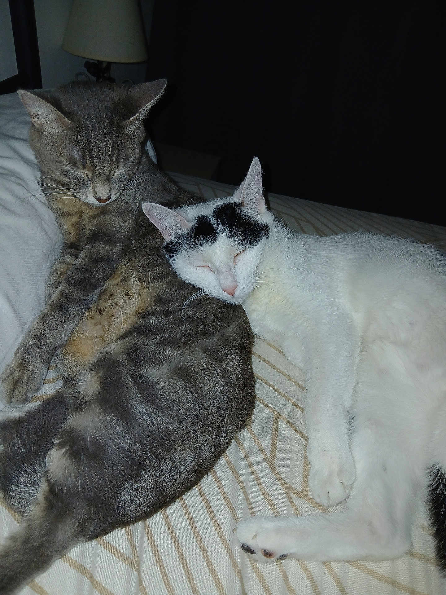 Claudine Lavergne participe au concours pour gagner de l'argent avec cette photo : cat, cats, sleeping, cuddling, bed, gray_cat, white_cat, black_patches, fur, pets, domestic_animals, cozy, resting, indoor, lamp, blanket, striped, animal, peaceful, closeup