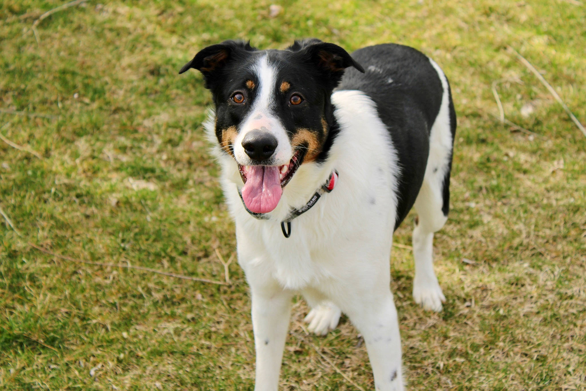 Bandit is registered to the contest to win money with this photo: canidae, carnivore, collar, companion_dog, dog, dog_breed, dog_collar, grass, herding_dog, hunting_dog, paw, plant, snout, sporting_group, terrestrial_animal, working_animal, working_dog