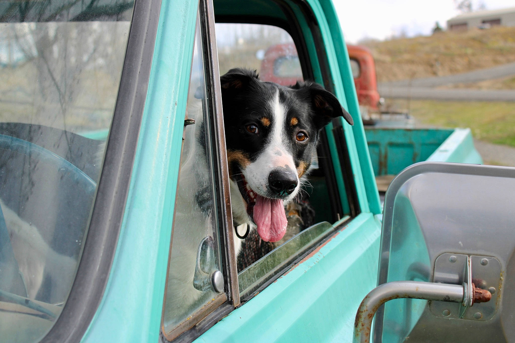 Bandit is registered to the contest to win money with this photo: auto_part, automotive_exterior, car, car_seat_cover, carnivore, collar, companion_dog, dog, dog_breed, mammal, mode_of_transport, motor_vehicle, plant, seat_belt, snout, vehicle, vehicle_door, vertebrate, window, working_animal