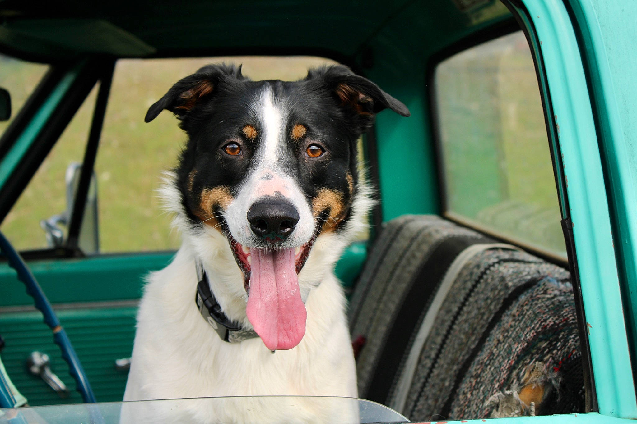 Bandit joined the competition — help win amazing prizes! automotive_exterior, automotive_mirror, canidae, carnivore, collar, companion_dog, dog, dog_breed, dog_collar, dog_supply, glass, herding_dog, motor_vehicle, plant, snout, sporting_group, vehicle, vehicle_door, whiskers, windshield