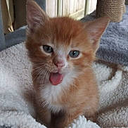 Cheeto is registered to the contest to win money with this photo: animal, blanket, cat, cozy, cute, domestic, ears, fur, furry, indoor, kitten, orange_cat, pet, playful, scratching_post, small, tongue_out, whiskers, window, young
