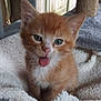 animal, blanket, cat, cozy, cute, domestic, ears, fur, furry, indoor, kitten, orange_cat, pet, playful, scratching_post, small, tongue_out, whiskers, window, young