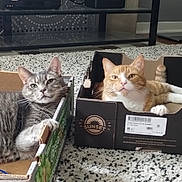 Peanut joined the competition — help win amazing prizes! cat, cardboard_box, carpet, indoor, tabby_cat, orange_cat, gray_cat, pet, feline, relaxed, living_room, electronics, television, shelf, home, cute, animal, resting, cozy, floor