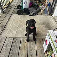 Zeus is registered to the contest to win money with this photo: puppy, dog, black_dog, porch, wooden_floor, rug, bucket, dolly, cardboard_box, outdoor, smiling, pet, tongue_out, white_patch, happy, sitting, clutter, household_items, daylight, home