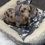 Dobby is registered to the contest to win money with this photo: adorable, animal, bed, blanket, carpet, companion, cozy, cute, dachshund, dog, domestic, ears, fur, indoor, looking, pet, puppy, resting, small, young