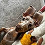 Dobby is registered to the contest to win money with this photo: animal, blanket, brown, canine, close_up, curious, cute, dog, ears, fur, indoor, lying_down, pet, playful, portrait, puppy, resting, snuggling, soft_texture, white