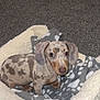 Dobby joined the competition — help win amazing prizes! animal, bed, blanket, carpet, cozy, cute, dachshund, dappled, dog, domestic, ears, eyes, fur, indoor, paw, pet, puppy, resting, small, snout