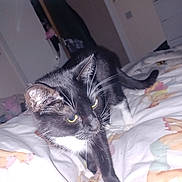 Suki is registered to the contest to win money with this photo: cat, black_and_white_cat, bed, blanket, whiskers, yellow_eyes, feline, indoor, curious, pet, animal, domestic_cat, bedroom, furniture, soft_lighting, wardrobe, curled_tail, white_paws, flash_photography, cute