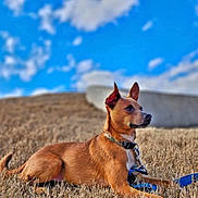 Jake joined the competition — help win amazing prizes! dog, brown_dog, leash, collar, grass, dry_grass, outdoor, sky, clouds, alert, pet, animal, canine, side_view, sitting, nature, daylight, fence, field, looking_away