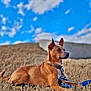 dog, brown_dog, leash, collar, grass, dry_grass, outdoor, sky, clouds, alert, pet, animal, canine, side_view, sitting, nature, daylight, fence, field, looking_away