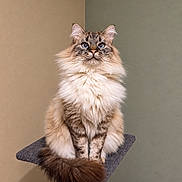 Simba participe au concours pour gagner de l'argent avec cette photo : animal, blue_eyes, cat, cat_tree, cute, ears, fluffy, front_view, fur, indoors, long_hair, pet, portrait, scratching_post, sitting, symmetrical, tabby, tail, wall, whiskers