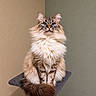 animal, blue_eyes, cat, cat_tree, cute, ears, fluffy, front_view, fur, indoors, long_hair, pet, portrait, scratching_post, sitting, symmetrical, tabby, tail, wall, whiskers