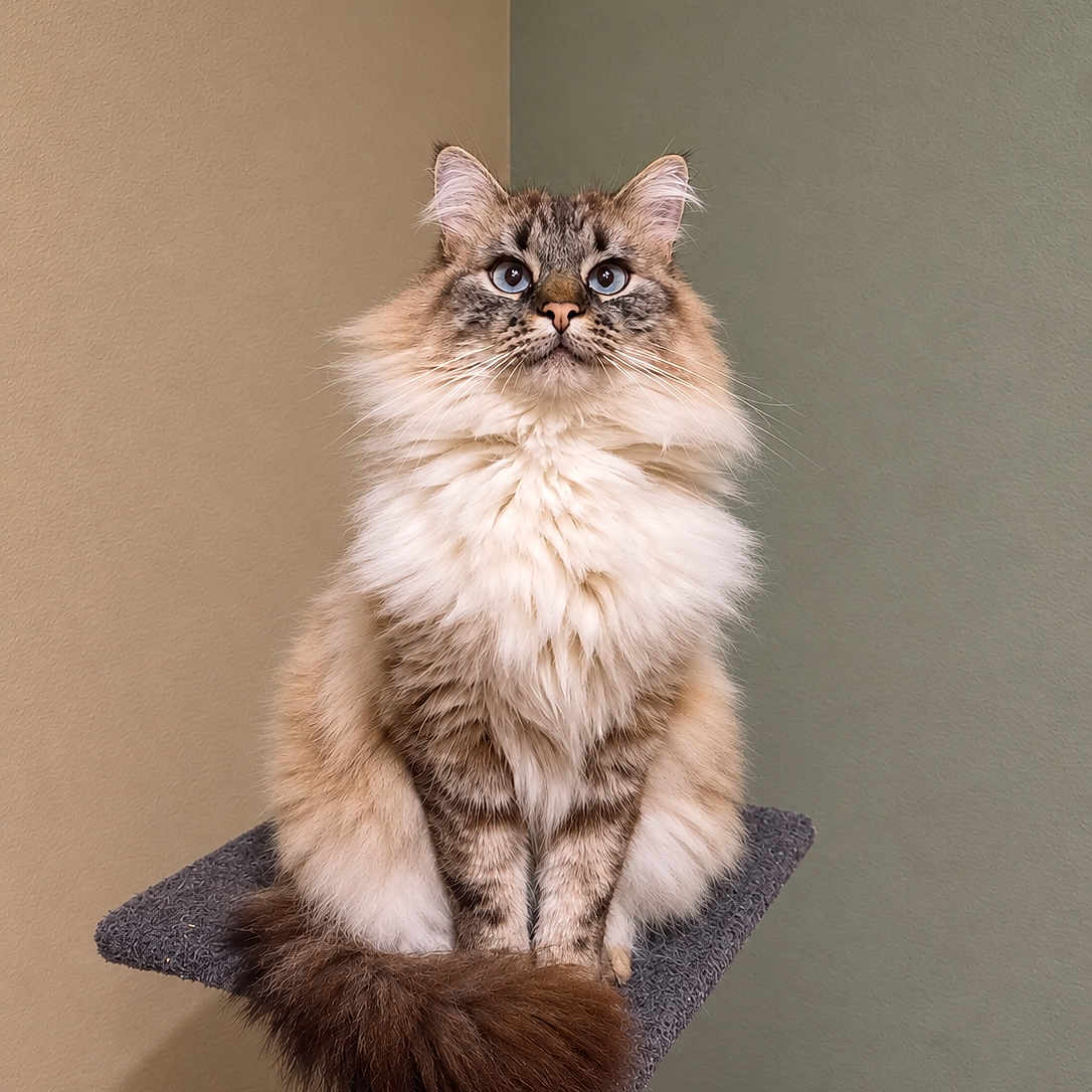 Simba