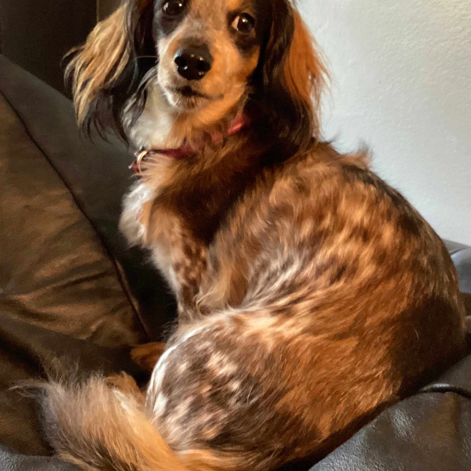 Roxi