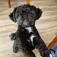 Theo is registered to the contest to win money with this photo: animal, black_dog, chair, companion, curious, cute, dog, flooring, fluffy, fur, household, indoor, legs, looking_up, paw, pet, small_dog, standing, white_patch, wooden_floor