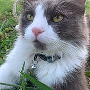 Sheru is registered to the contest to win money with this photo: animal, bell, cat, close_up, collar, curious, daylight, ears, eyes, fluffy, fur, grass, gray_and_white, greenery, nature, nose, outdoor, pet, relaxed, whiskers