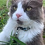 animal, bell, cat, close_up, collar, curious, daylight, ears, eyes, fluffy, fur, grass, gray_and_white, greenery, nature, nose, outdoor, pet, relaxed, whiskers