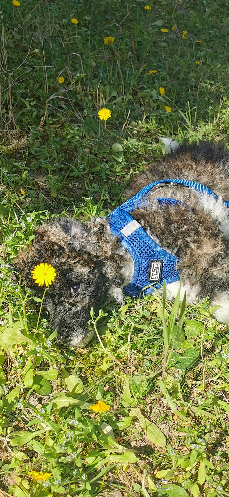 Simba a rejoint le concours — aidez-le/la à gagner de superbes lots ! canidae, carnivore, collar, companion_dog, dog, dog_breed, dog_collar, electric_blue, flower, grass, grass_family, groundcover, pet_supply, plant, shrub, soil, sporting_group, tail, water_dog, yellow