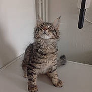 Alaska a rejoint le concours — aidez-le/la à gagner de superbes lots ! cat, kitten, tabby, fur, whiskers, ears, paws, sitting, indoor, table, wall, curious, looking_up, portrait, pet, feline, domestic_animal, mammal, close_up, cute