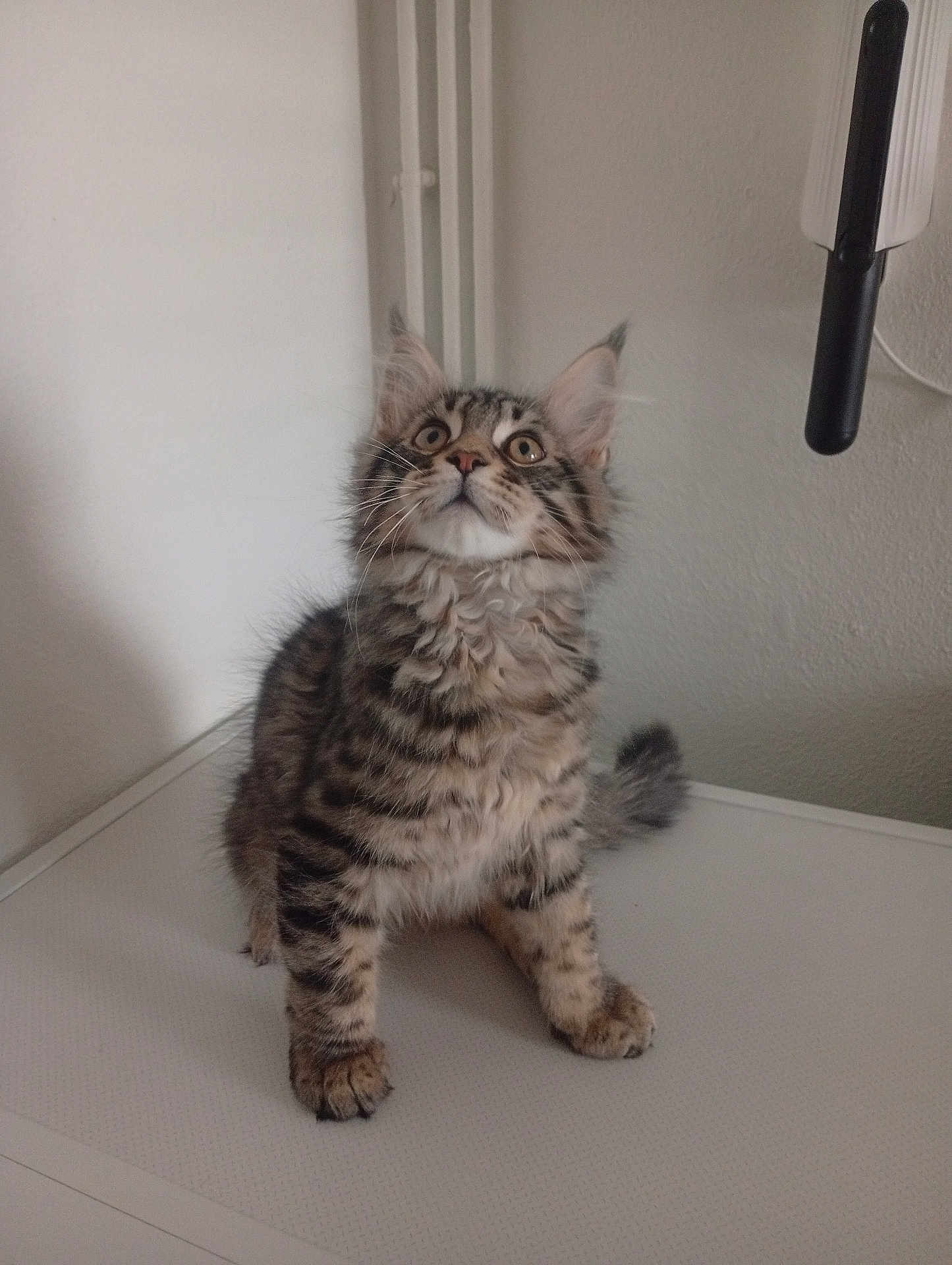 Alaska a rejoint le concours — aidez-le/la à gagner de superbes lots ! cat, kitten, tabby, fur, whiskers, ears, paws, sitting, indoor, table, wall, curious, looking_up, portrait, pet, feline, domestic_animal, mammal, close_up, cute