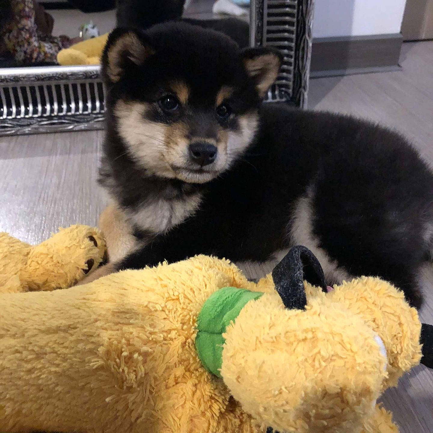 Yùk participe au concours pour gagner de l'argent avec cette photo : ancient_dog_breeds, canidae, carnivore, comfort, companion_dog, dog, dog_breed, dog_supply, fur, non_sporting_group, paw, snout, sporting_group, tail, terrestrial_animal, toy_dog, whiskers, wool, working_animal, working_dog