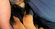Pepper is registered to the contest to win money with this photo: rottweiler, puppy, dog, pet, snuggling, sleepy, cozy, fur, paw, black_and_tan, arm, human, blue_shirt, blanket, resting, cute, close_up, indoor, comfort, relaxation
