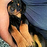 rottweiler, puppy, dog, pet, snuggling, sleepy, cozy, fur, paw, black_and_tan, arm, human, blue_shirt, blanket, resting, cute, close_up, indoor, comfort, relaxation