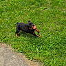 Pepper joined the competition — help win amazing prizes! puppy, dog, grass, ball, outdoor, playful, young, black_and_tan, pet, nature, small_dog, canine, joyful, walking, summer, greenery, animal, fun, active, cute