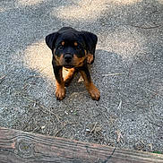 Pepper is registered to the contest to win money with this photo: puppy, rottweiler, dog, outdoor, ground, wood, curious, pet, animal, young, brown, black, fur, cute, small, nature, sunlight, shadow, looking_up, texture