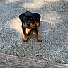 puppy, rottweiler, dog, outdoor, ground, wood, curious, pet, animal, young, brown, black, fur, cute, small, nature, sunlight, shadow, looking_up, texture