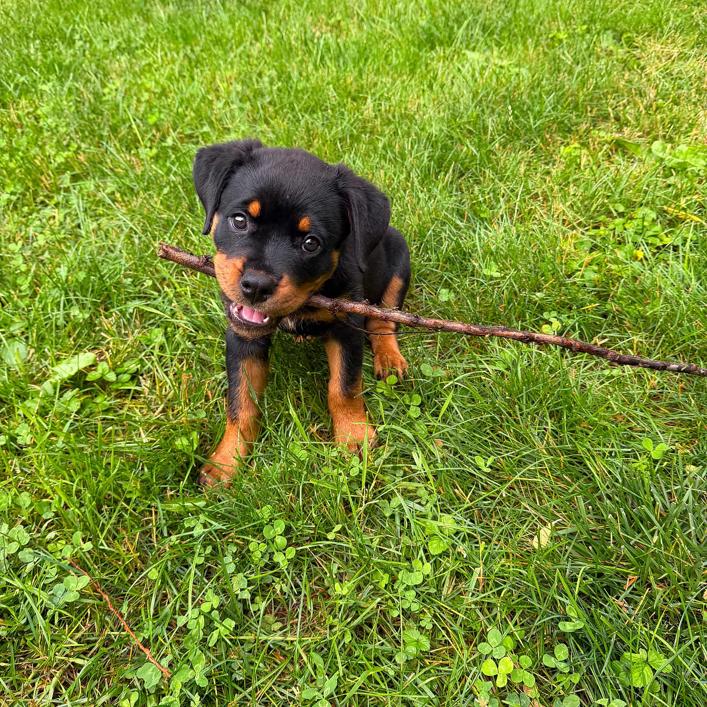 Pepper joined the competition — help win amazing prizes! puppy, rottweiler, dog, grass, stick, playful, outdoor, nature, cute, animal, pet, young, green, summer, field, chewing, fur, canine, adorable, small