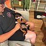 Pepper joined the competition — help win amazing prizes! person, puppy, rottweiler, dog, indoor, couch, sitting, pet_harness, flooring, wood_floor, furniture, shelf, vase, flowers, pet_crate, bowls, glasses, casual_clothing, relaxed, home