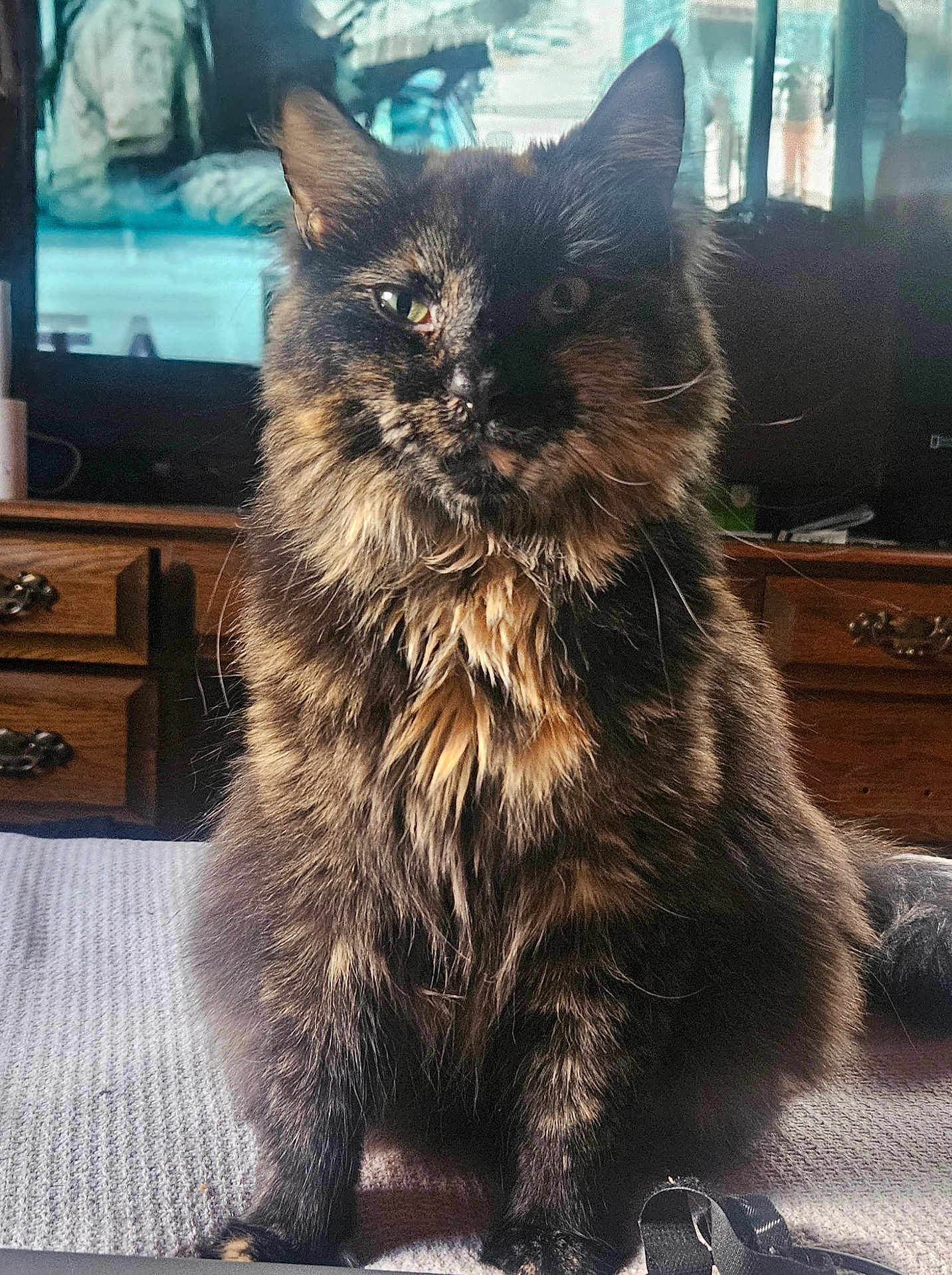 Mocha joined the competition — help win amazing prizes! cat, tortoiseshell_cat, pet, long_fur, whiskers, green_eyes, sitting, indoor, dresser, television, bedspread, paws, tail, portrait, closeup, furniture, cozy, sunlit, curiosity, fluffy