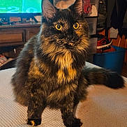 Mocha joined the competition — help win amazing prizes! cat, tortoiseshell, long_hair, yellow_eyes, fur_pattern, whiskers, pet, indoor, sitting, bed, blanket, tv, dresser, storage_bin, shoes, furniture, portrait, close_up, curious, paws