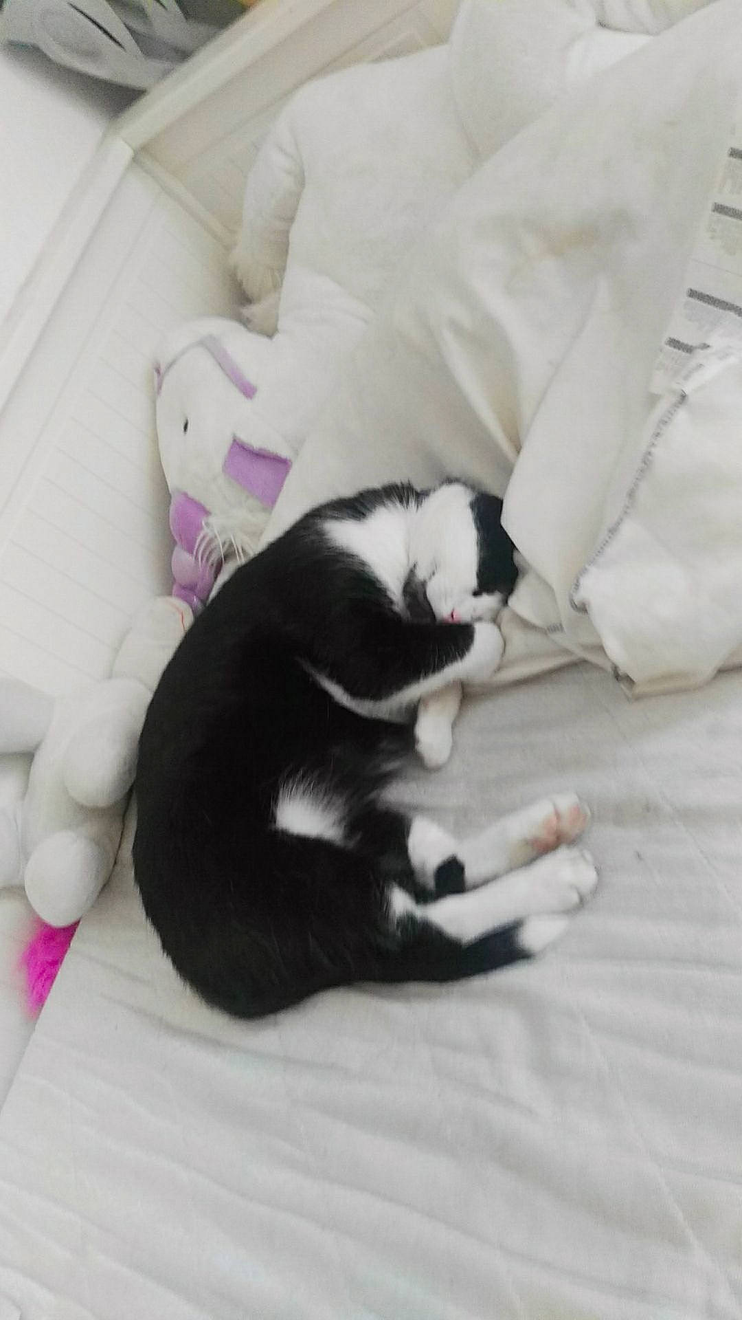 Felix participe au concours pour gagner de l'argent avec cette photo : border_collie, canidae, carnivore, cat, dog, dog_breed, felidae, fur, kitten, nap, puppy, skin, small_to_medium_sized_cats, tail, whiskers