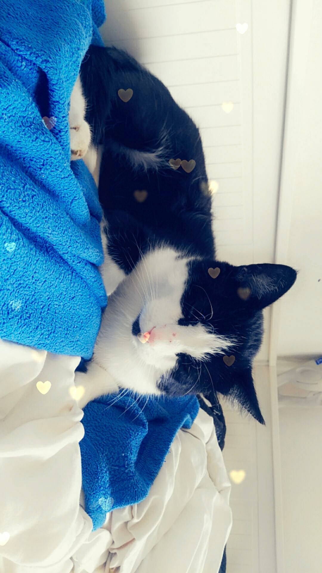 Felix a rejoint le concours — aidez-le/la à gagner de superbes lots ! black, black_and_white, black_cat, carnivore, cat, domestic_short_haired_cat, ear, felidae, fur, kitten, polydactyl_cat, small_to_medium_sized_cats, tail, whiskers, white