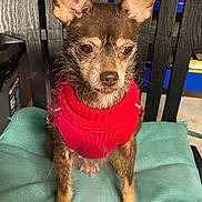 Chocolate joined the competition — help win amazing prizes! dog, small_dog, red_sweater, pet, animal, ears, cushion, chair, indoor, furniture, brown_fur, sitting, close_up, looking_away, whiskers, snout, cute, domestic_animal, quiet, calm