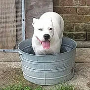 Hypnotic joined the competition — help win amazing prizes! dog, white_dog, metal_tub, outdoor, tongue_out, happy, pet, animal, grass, concrete, brick_wall, mesh_door, canine, summer, cooling_off, playful, domestic_animal, container, sunny, panting