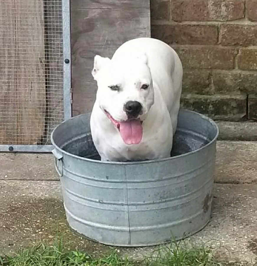 Hypnotic joined the competition — help win amazing prizes! dog, white_dog, metal_tub, outdoor, tongue_out, happy, pet, animal, grass, concrete, brick_wall, mesh_door, canine, summer, cooling_off, playful, domestic_animal, container, sunny, panting