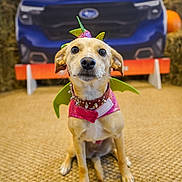 Nylah is registered to the contest to win money with this photo: dog, costume, dragon, pet, animal, indoor, car, blurred_background, hay, carpet, brown, cute, small_dog, sitting, decor, colorful, playful, attentive, portrait, accessory