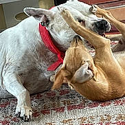 Nylah is registered to the contest to win money with this photo: dog, dogs, playing, pet, animal, indoor, collar, white_dog, brown_dog, rug, paw, ears, mouth, fur, nose, closeup, friendship, companions, interaction, domestic