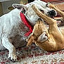 dog, dogs, playing, pet, animal, indoor, collar, white_dog, brown_dog, rug, paw, ears, mouth, fur, nose, closeup, friendship, companions, interaction, domestic