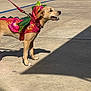 Nylah is registered to the contest to win money with this photo: dog, costume, leash, outdoor, sunlight, concrete, vehicle, person, shadow, happy, pet, animal, parking_lot, casual_clothing, side_view, daytime, green, pink, leisure, playful