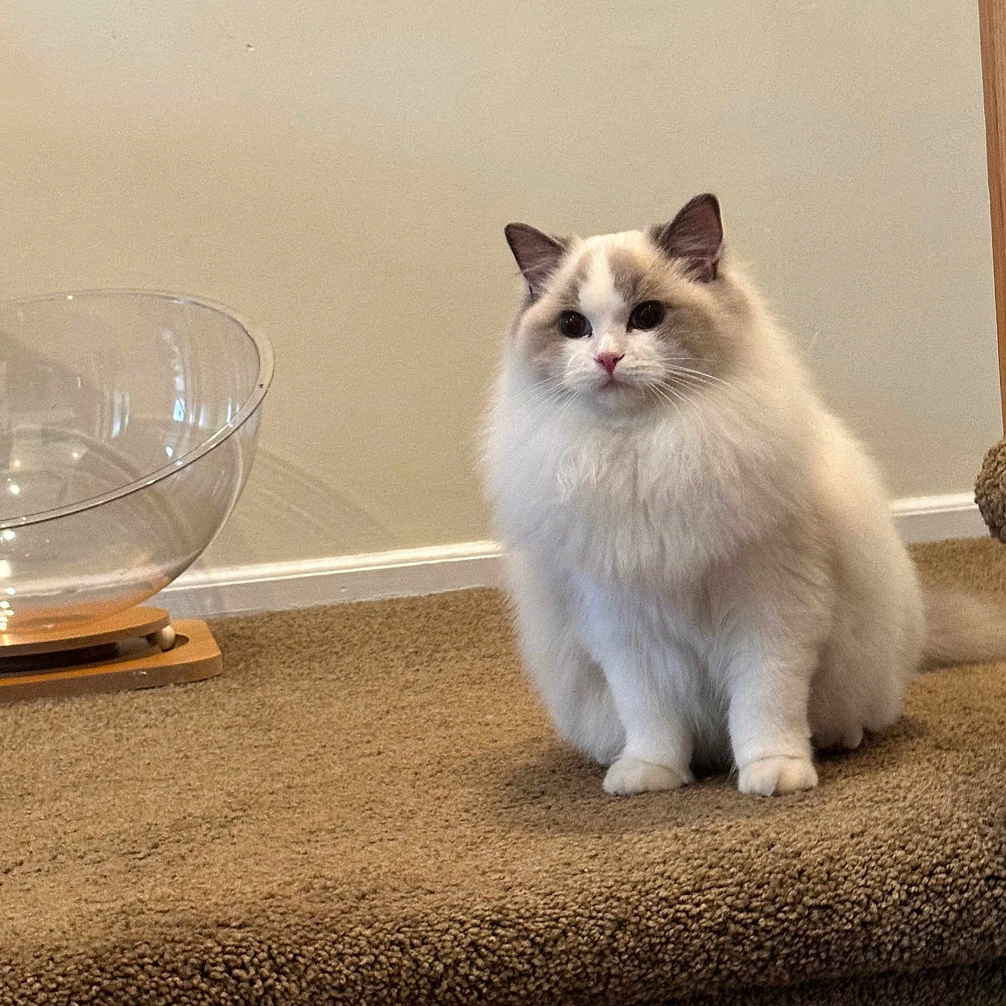 Jasper joined the competition — help win amazing prizes! animal, background_wall, beige, carpet, cat, clear_bowl, cute, domestic, ears, feline, fluffy, fur, household, indoor, looking, pet, sitting, stair, whiskers, white